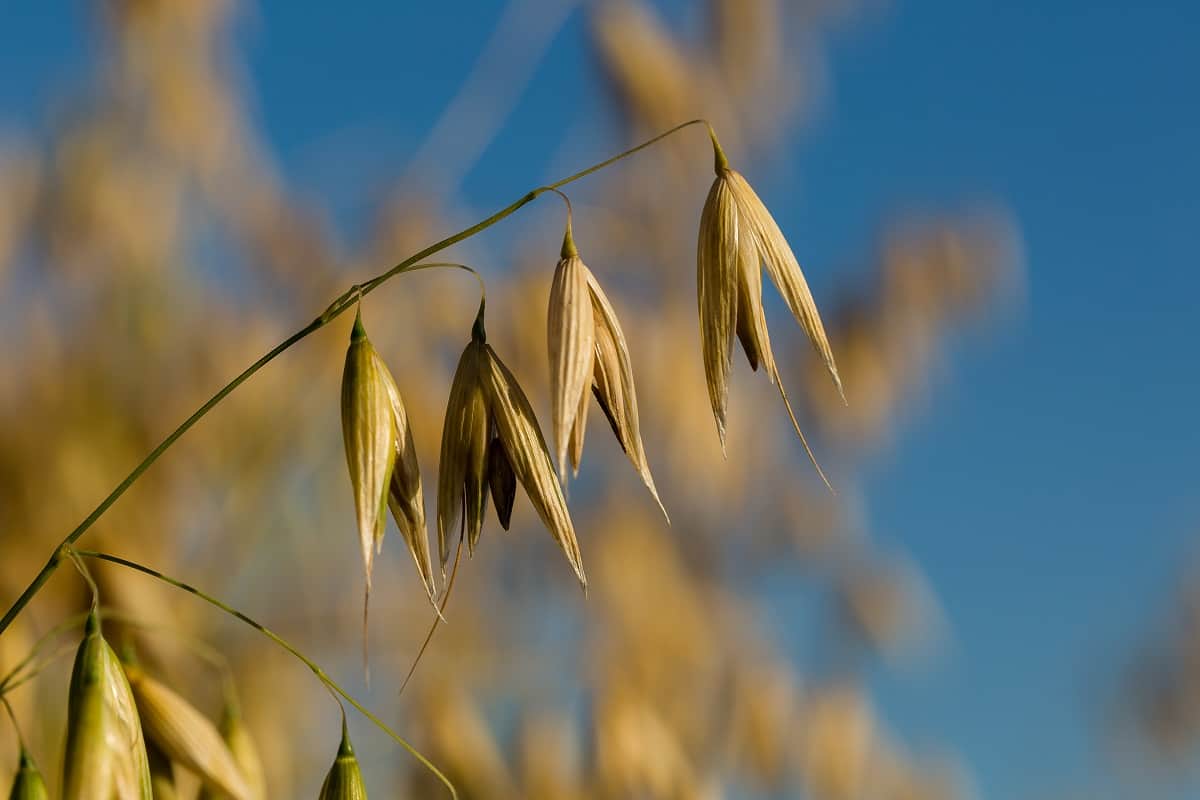 Featured image for “RICHARDSON ACQUIRES EUROPEAN OAT MILLERS AND EXPANDS GLOBAL REACH”