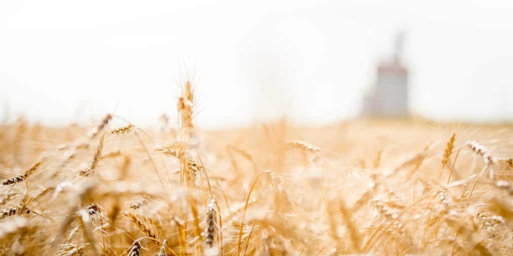 Featured image for “Richardson Plans New High Throughput Grain Elevator in High Level, Alberta”